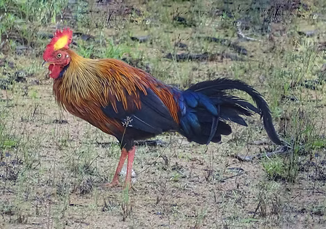 Gallus lafayettei – Wilpattu NP, Nochchiyagama, Anuradhapura, 07-11-23 nord-ovest Sri Lan