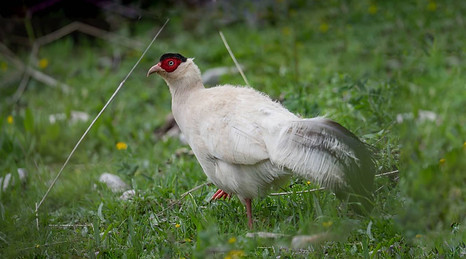 Drouyni coda bianca e riccio - (Baizha Forest), Qinghai, China 25-06-25 - Zongzhuang Liu