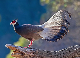 Marrone - Gushan birdnet.cn 6.jpg