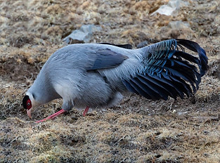 Dolani - (32.7007,95.5880), Qinghai, China 02-01-20 - Robert Tizard ebird org 4.jpg