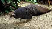 (Rheinardia%20ocellata%20nigrescens)%20F