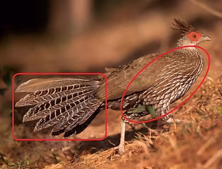 Lineata + Taksin Maharat NP--headquarters vicinity, Tak, Thailand 24-03-23 - Ayuwat Jearwa