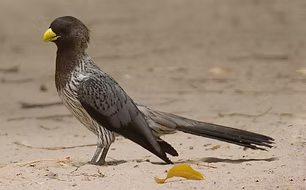 Crinifer piscator - Upriver Tanji Paradise Lodge, Western, Gambia 25-01-11 - José Martín