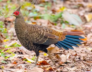 Lathami - Manas NP--Mathanguri, Baksa, Assam, India 19-01-21 - Soumyadeep Chatterjee searc