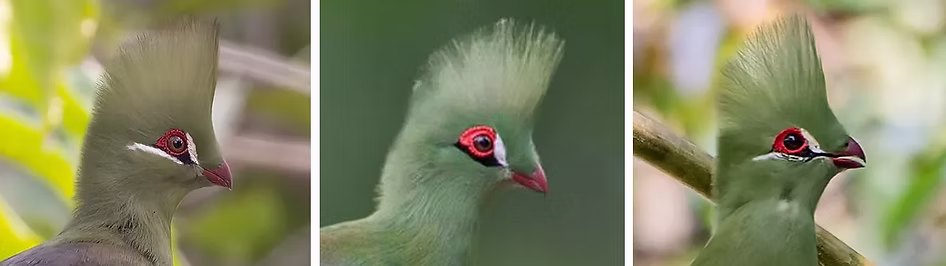 Turaco persa - 1 Persa persa - 2 Persa p. buffoni - 3 Persa p. zekeri.PNG