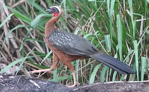 Penelope pileata - Fazenda Bitoca Grande bamboo, Pará, Brazil 26-02-17 - Ian Thompson sea