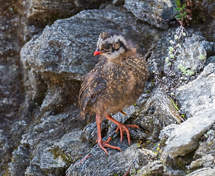 Nominale - Thrumsingla, Lhuentse, Bhutan 13.06-25 - Andrew Cauldwell ebird org.PNG