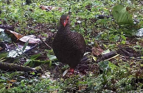 Pternistis camerunensis - A camera trap photo taken on the slope of Mount Cameroon. Photo