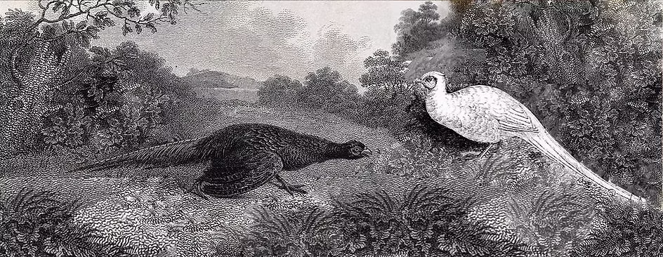 Sinistra Acquaforte di J. Scott, ca. 1801 - destra da Reptile & Birds 1869.jpg