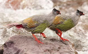 Michaelis - Zhangye, Gansu - 25-09-21 - Li Wensheng 1 - Copia.PNG