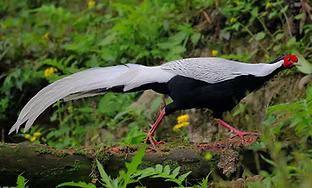 Omeiensis - Walking Around The Earth - 9 - Copia.jpg