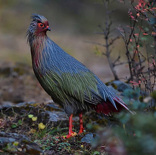 Rocki - fuori area tipo - Baima Snow Mountain Nature Reserve Yunnan China 24-10-17 - Staff