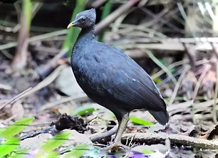 Megapodius freycinet - Waigeo, Papua Barat, Papua, Indonesia 11-04-18 - Richard Polland e