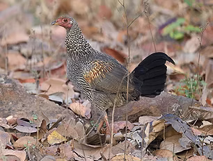 Gallus sonneratii immaturo - Mahbubnagar, Telangana, India 01-03-19 - Kishore T inatural