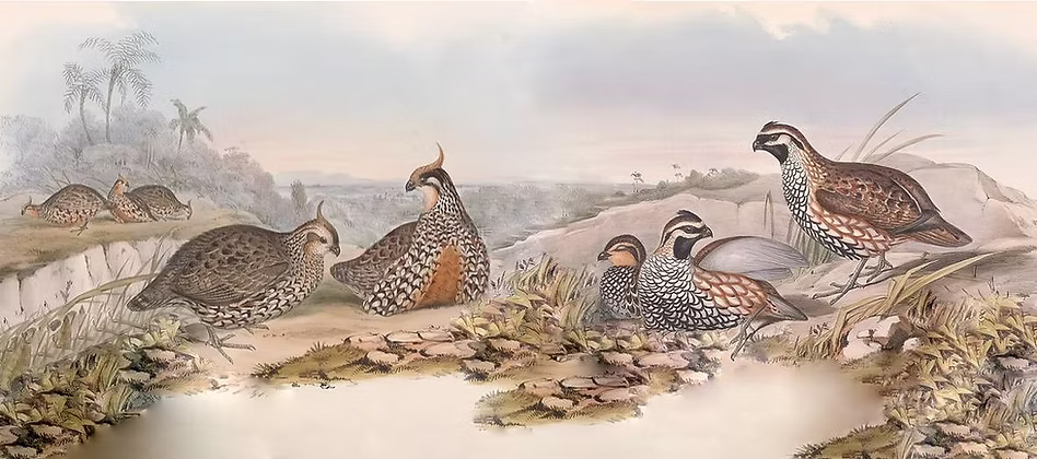 A sinistra EUPSYCHORTYX (Colinus) CRISTATUS - Destra Ortyx (colinus) nigrogularis - John