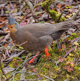 Holoptilus - Cangshan Dali 31-10-21 - Chou Mo Yin Chu flickr com 1 - Copia.jpg