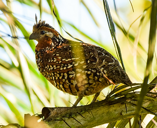 Colinus c. mariae - Wanakaset Eco Resort, Chiriquí, Panama 07-01-16 - Alison Bentley searc
