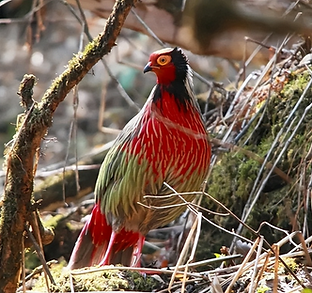 Marionae-holoptilus Gongshan 22-05-20 + toutinao com fonte Gaoligong regno segreto 1.png