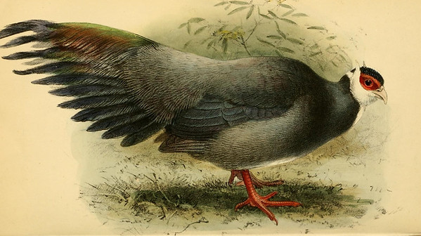 Harmani dalla descrizione originale di Henry J. Exwes..jpg