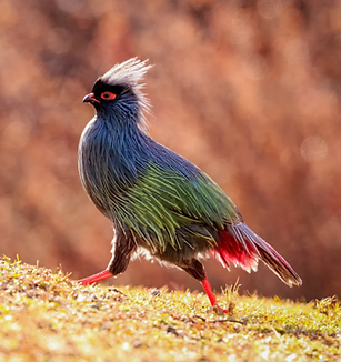 Ithaginis c. clarkei pare - Laojiunshan - Lijiang Yunnan - new.qq com.PNG