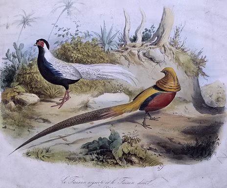 by Edouard Travies_-_Silver_pheasant_and_golden_pheasant _www.meisterdrucke uk.jpg