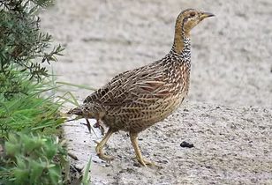 Scleroptila l_edited.jpg
