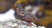 Lerwa maschio - Sela Pass, West Kameng, Arunachal Pradesh, India 05-05-25 - Adhirup Ghosh