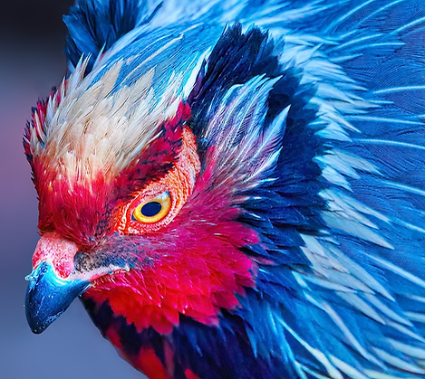 Holoptilus - 28-03-23 - Li Daming 2.PNG