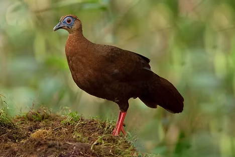 Bulweri - Mount Trusmadi, Sabah, Malaysia 02-03-23 - Ayuwat Jearwattanakanok ebird org