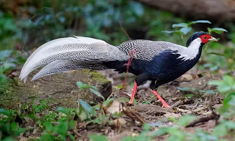 Occidentalis - (Nanjingli Ridge), Yunnan, 12-01-25 - Vincent Wang ebird org 3.jpg
