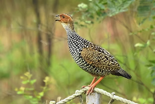 Francolinus p. pictus - Maharashtra, Umbarli Hills 17-07-21 - Milind Ganatra search.PNG