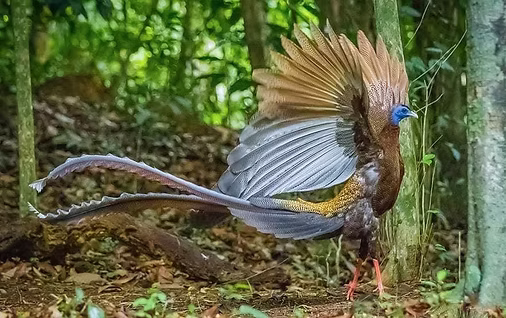 Argusianus a. argus - By Amnart_photographer - modificato.jpg