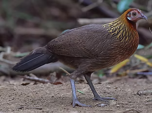 Gallus gallus - Gà rùng NP Càt Tien Vietnam Ramon Fernandez flickr com 1.jpg