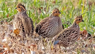 Colinus v. taylori pare - Jack Sinn Memorial WMA, Lancaster County, Nebraska 22-22-21 -