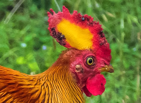 Gallus lafayettei + Yala National Park, 28-03-18 southern Sri Lanka - Russel Scott flickr