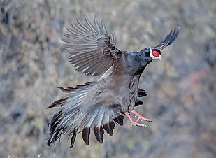 Marrone - Gushan birdnet cn 3.jpg
