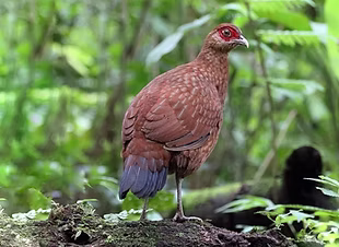 Lophura inornata – Kerinci Seblat, Jambi, Sumatra Occidentale 19-07-19 Indonesia - Attila