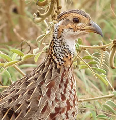Scleroptila shelleyi macarthuri - Kenya Tsavo West NP--Southern Section, Coast 13-06-20 -