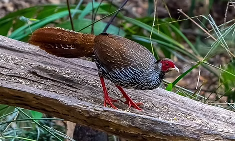 Lophura n. whiteheadi - Hainan 25-12-24 - no autore (birdnet cn pag. Galliformi ) 2 - Cop