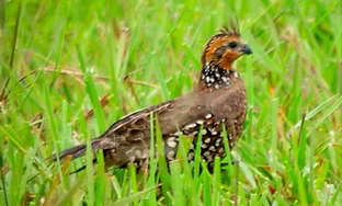 Colinus c. parvicristatus -Trinidad, Casanare, Colombia 12-07-12 - Oscar H. Marín panam_e