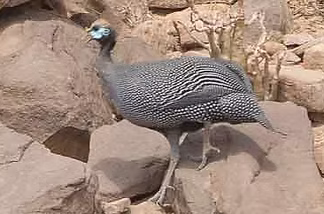 birdofsaudiarabia com - Malaki Dam Lake