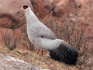 Dolani - di Wu Jiawei, distretto di Angsai, contea di Yushu, Qinghai.jpg