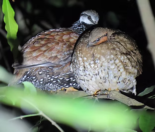 Peliperdix l. lathami + Rafaï, Mbomou, Central African Republic 27-02-16 thierry_aebische