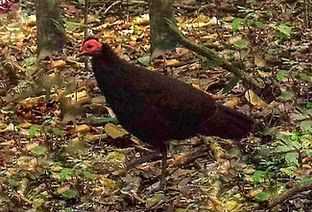Agelastes niger - Mintom forest area, South, Cameroon 28-03-18 - Selvino de Kort ebird org
