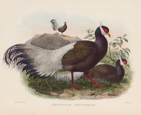 Elliot - J. Wolf and J. Smit by J. G. Keulemans, coloured by J. D. White,.jpg