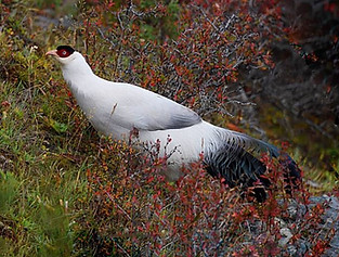 Lichiangense pare - Baima Snow Mountain Nature Reserve, Yunnan, China (October) 07-08-18