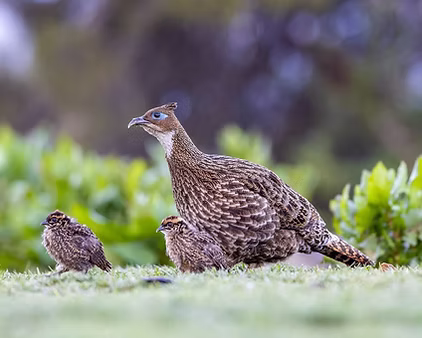 Impejanus - Tibet 07-05-25 - Vento da sud-est birbnet cn.jpg
